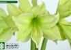 hippeastrum Lemon Lime (2)